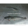 New Fresh Frozen Catfish 500-3000g on sale